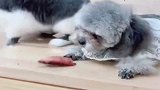 猫咪说泰迪啥都不会，不让主人给泰迪吃东西，下一秒别笑