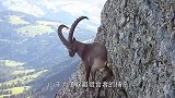 为了生存，山羊在悬崖峭壁之上觅食，网友：替它捏把汗