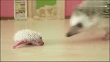 刺猬妈妈担心小刺猬被偷，赶紧把小刺猬叼回窝里去