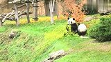 淘气鬼熊猫宝宝，知道你萌，没想到你这么萌？