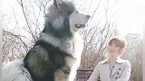 两百多斤的阿拉斯加犬，既傲娇又像个孩子