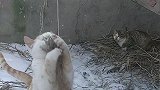 田园功夫猫，自由快乐的生活