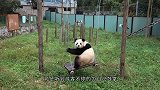 棕熊版的“葛优躺”，这姿势忒绝了，小短腿翘的就是个大爷