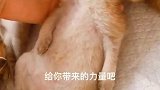 小奶猫：叫我干啥呢，我困得不行了！