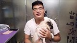 来吧，告诉芙爹，是不是自己洗你给八哥犬用沐浴露最看重的是什么