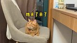 事实证明，要用科学方法教育家里的毛孩子！萌宠 猫咪