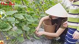 菜园里摘蔬菜，制作越南名小吃（腌鱼露），做法简单看下就能学会