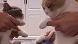 敲鼓就敲鼓 咋还打起来了黄桃不是猫 猫敲鼓大赛 猫咪的迷惑行为 铲屎官的乐趣 沙雕