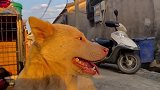 夕阳下的田园犬，也是很帅的