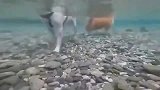 柯基：水深吗金毛：不深，快来！