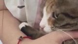 小猫咪躲在主人的怀里，瑟瑟发抖的样子，实在是太萌了！