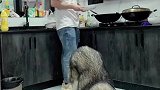 以后吃饭也不用桌子了，吃完饭狗狗也可以自己清理桌子