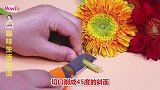 今天才知道，水中加入一常见物件，鲜花长久保鲜不腐烂，简单有效