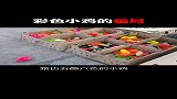 彩色小鸡的骗局，看清楚之后值得深思