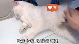 猫咪：第一次觉得被打还这么舒服，别停，顺带再给本喵补补身体