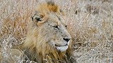 英俊的巴蒂雄狮，刚过七岁，后腿萎缩重病缠身