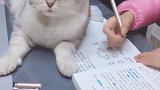 猫：我就不让你写字，我就要你陪我玩儿！