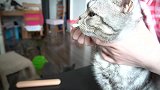 铲屎官第一次给猫刷牙，猫咪打死不乐意，跟你杠上了