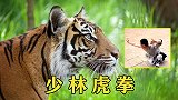 武僧演示少林虎拳，传统武术象形拳之一，拳法以刚强著称！