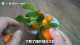 砂糖橘为什么要带着叶子卖？以为是果农的小手段，没想是自己无知