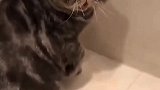 猫：主人你干啥呢，吓我一跳！