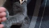 猫咪的脚劲儿到底有多大