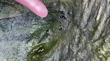 冬眠的螃蟹，躲在青苔下面，一抓就抓一窝