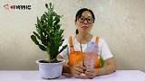 饮料瓶上放2根筷子，自制浇花神器，出远门不怕花草没人浇干死了