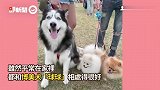 24KG哈士奇讨摸！脚滑重压它 博美气炸狂叫：你这个心机鬼