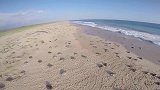 海龟集体上岸产卵，海鸟却早就等在一旁，只等小海龟破壳