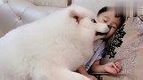 狗狗在小主人怀里撒娇卖萌，却被小主人嫌弃都是狗毛，太扎心了！