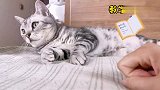 被一只猫咪鄙视是一种什么感受？卑微铲屎官在线展示，欲哭无泪