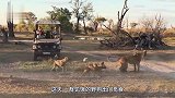 野狗群围攻落单狮子，眼看着性命不保时，狮群家族霸气赶来！