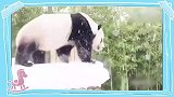 在雪里玩的不亦乐乎的熊猫