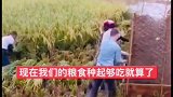 收稻谷 四川泸州妹儿 四川 打谷子 泸州老家又开始打谷子了，养父母没有种，亲父母种了点自己吃…