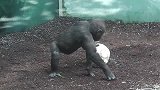 大猩猩拿个足球再踢，看它踢得挺好玩的