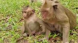 野生动物：聪明的小猴子是这样喝奶的