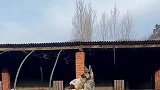 在牛圈拍到这样一幕，小牛跟狗子竟在亲亲