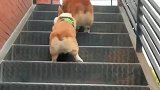 萌宠：两只柯基爬楼梯，一个二驱一个四驱