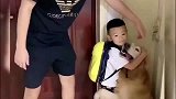小主人上幼儿园一天没见着，到家金毛就给小主人一个大大的拥抱
