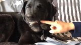 当狗狗龇牙时，真正的勇士敢于把手放进它嘴里！