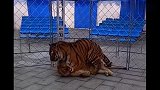 狮子和老虎的战斗力，差距这么大狮子都被按在地上蹂躏了