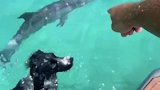 小狗交到了新的朋友海豚