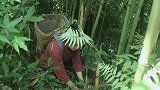 竹笋吃不完咋办？山妹子进山挖满满1箩筐，煮大锅晒干储存