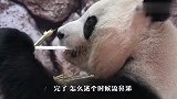 熊猫发现自己流鼻涕，接下来的举动太逗了，差点笑岔气