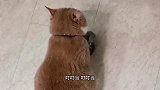 狗子望风 孩子玩 我怀疑这不是第一次了