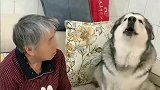 阿拉斯加犬怕冷，祖奶奶疑惑你毛那么厚还是雪橇犬吗