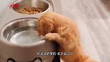 狗：你以为我冲你笑呢，我这是近视