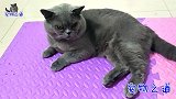 嫌主人不会撸猫，胖公猫急得直打滚：人家撸猫要钱，你撸猫要命！