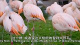 可爱的小崽子们，小火烈鸟第一眼见到的是饲养员，所以视他为父亲